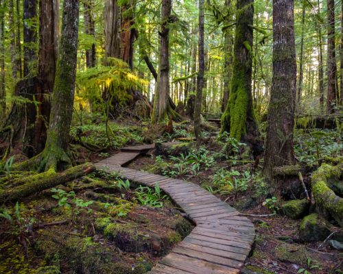 Beautiful,Wooden,Path,In,The,Woods,With,Colorful,Green,Trees